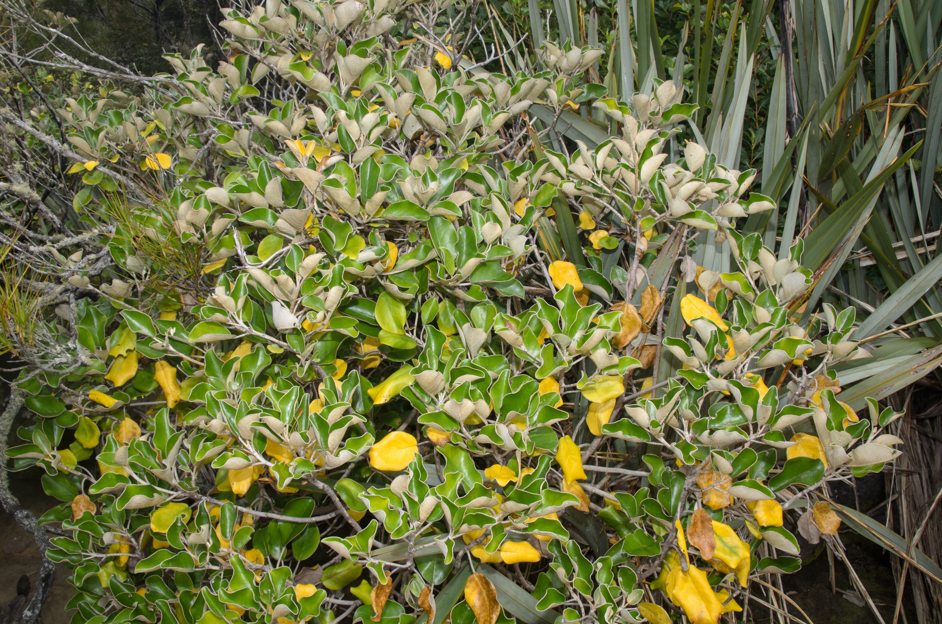 DSC_2495 – Adventure, Brachyglottis rotundifolia, Crispin, Island, March 2017, Muttonbird scrub, National Park, New, New Zealand, Rakiura, South, Stewart, Ulva, Zealand, letter, paper